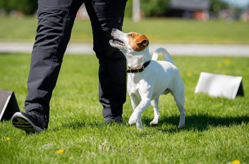 Rajdeep Dog Trainer