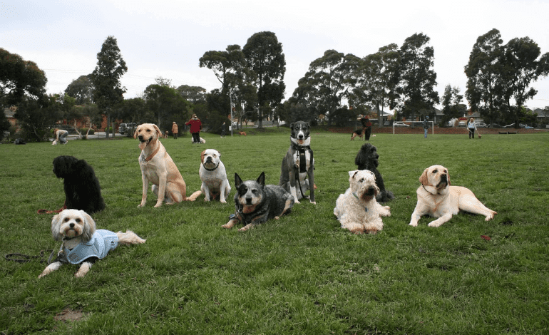 Service Provider of Advance Dog Training in New Delhi, Delhi, India.