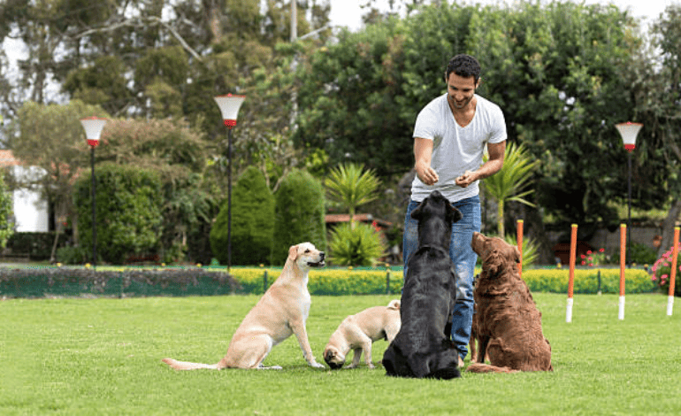 Service Provider of Obedience Dog Training in New Delhi, Delhi, India.