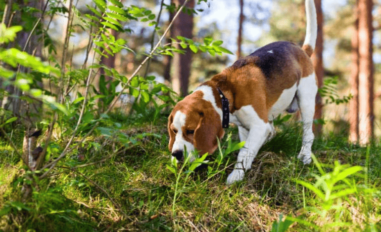 Service Provider of Smelling Power Dog Training in New Delhi, Delhi, India.