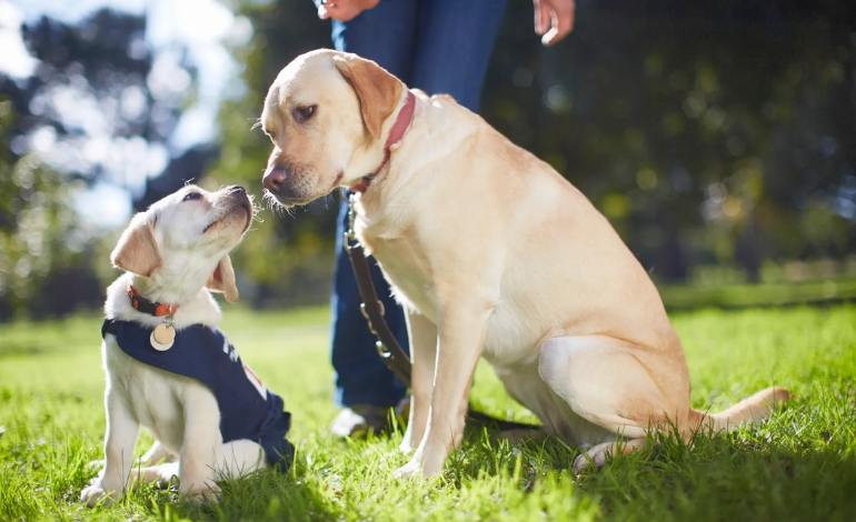 Service Provider of Dog Socialize Training in New Delhi, Delhi, India.