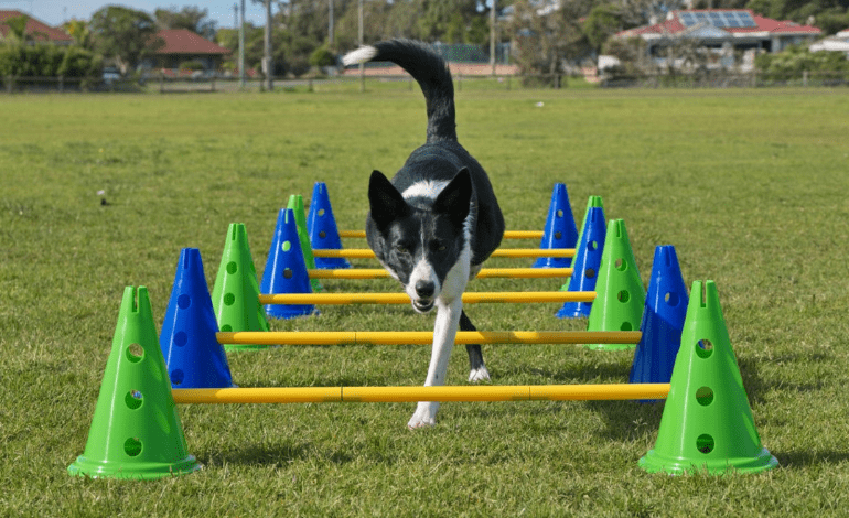 Service Provider of Fitness Dog Training in New Delhi, Delhi, India.